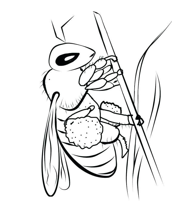 667x800 Maya The Bee Movie Coloring Pages Sheet Great Bees Top Ideas