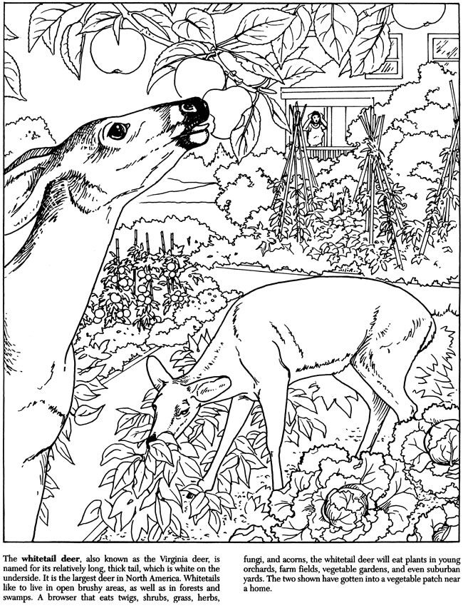 650x852 Kids Coloring Book Pages Thick Line