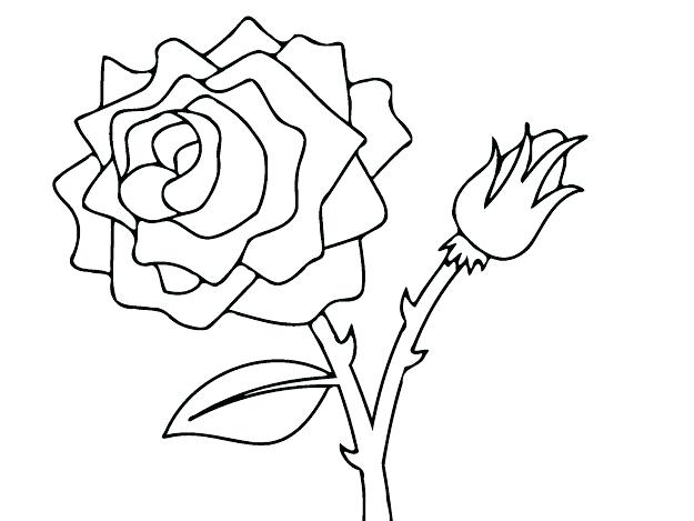 625x469 Rose Thorn Coloring Pages Top Beautiful Drawing With Page Roses