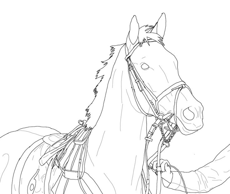 Thoroughbred Coloring Pages