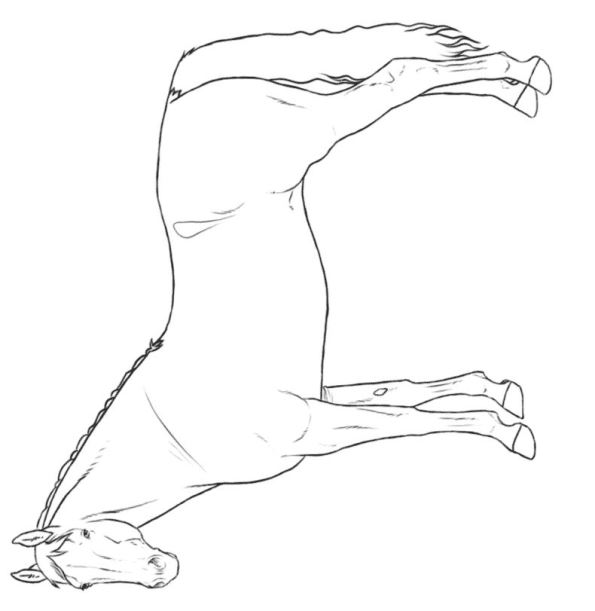 595x611 Kids N 30 Coloring Pages Of Horse Breeds