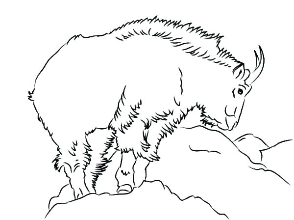 600x448 Billy Goats Gruff Coloring Page Three Pages Goat