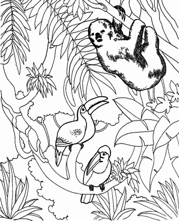 600x737 Sloth Coloring Page Image Sloth And Toucan Bird Coloring Page