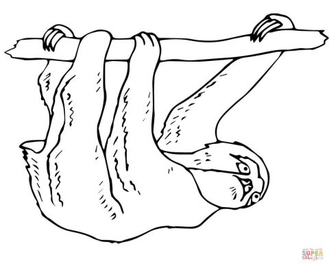 480x388 Sloth Coloring Page Pictures Ideas Modern Design Two Toed On Tree