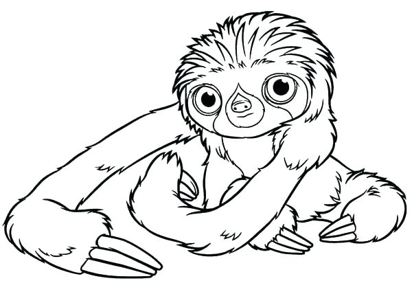600x428 Sloth Coloring Page Sloth Coloring Page Two Toed Sloth Coloring