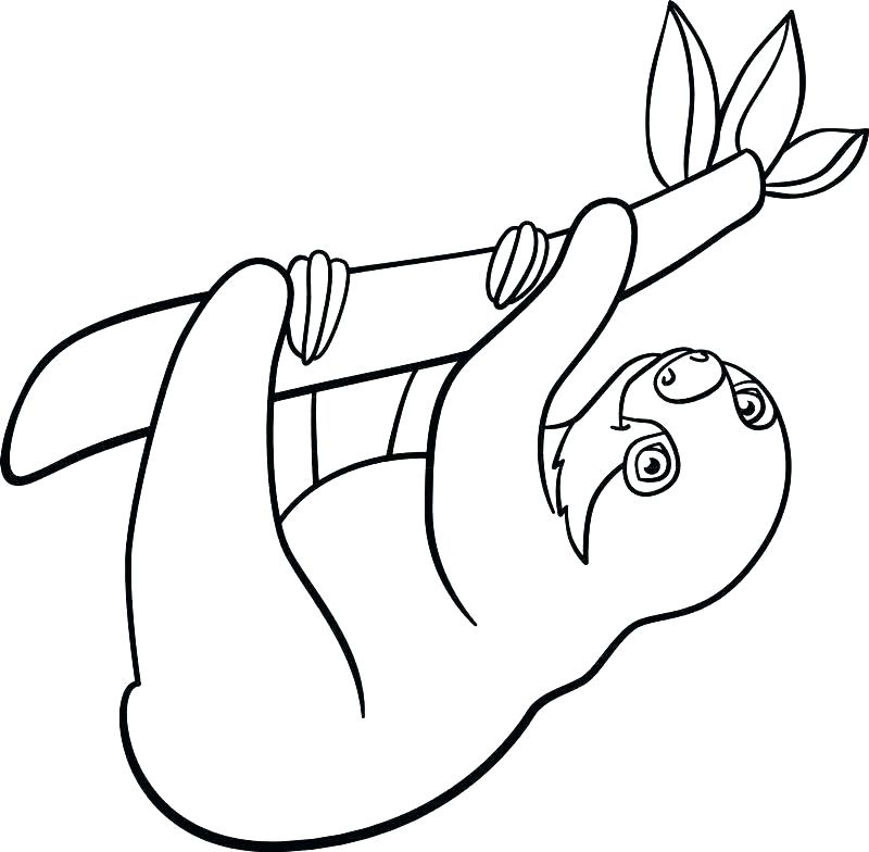 800x784 Sloth Coloring Pages Sloth Coloring Page Sloth The Sloth Coloring