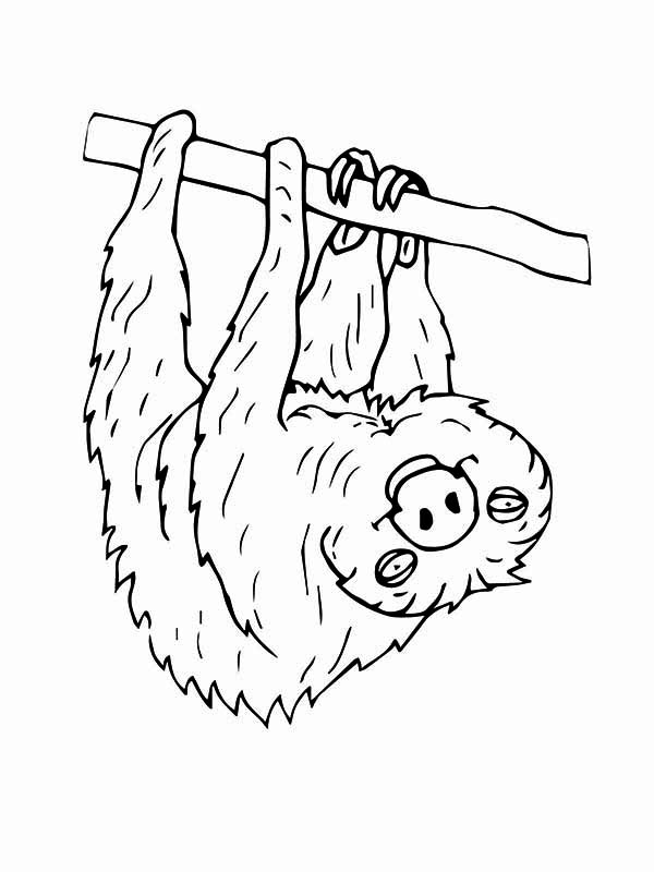 600x800 Sloth Hanging Upside Down Coloring Page Color Luna