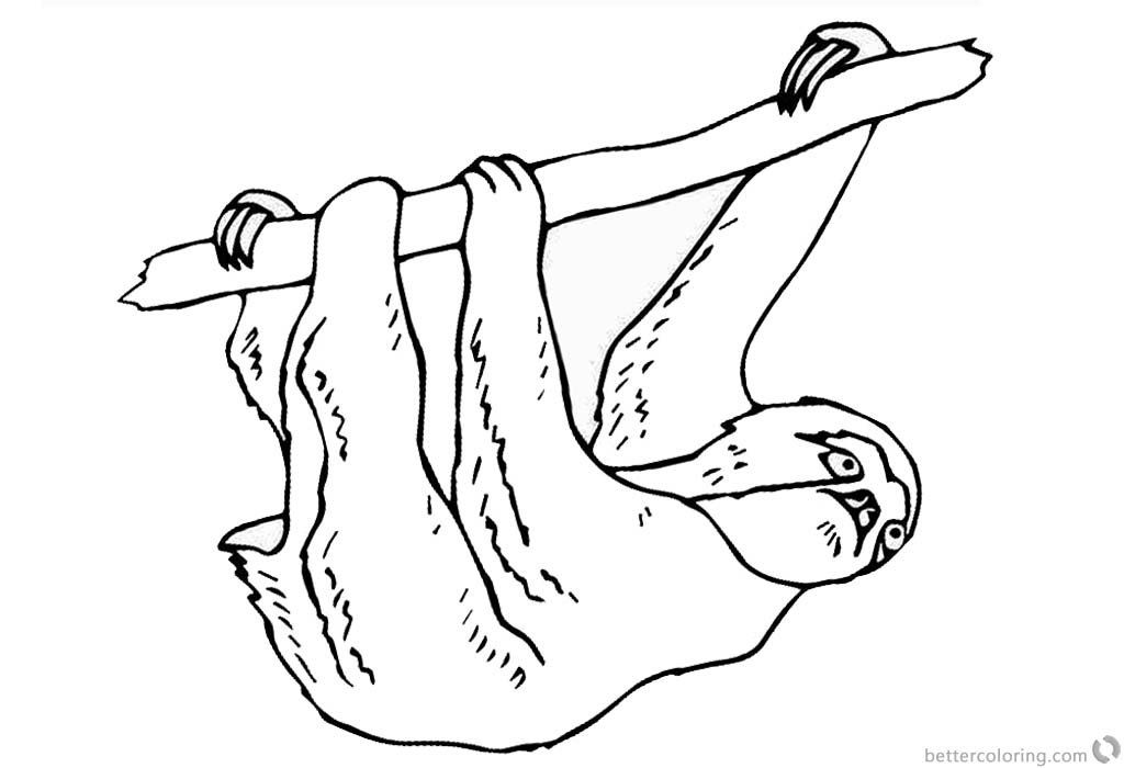 1024x700 Three Toed Sloth Coloring Pages Black And White
