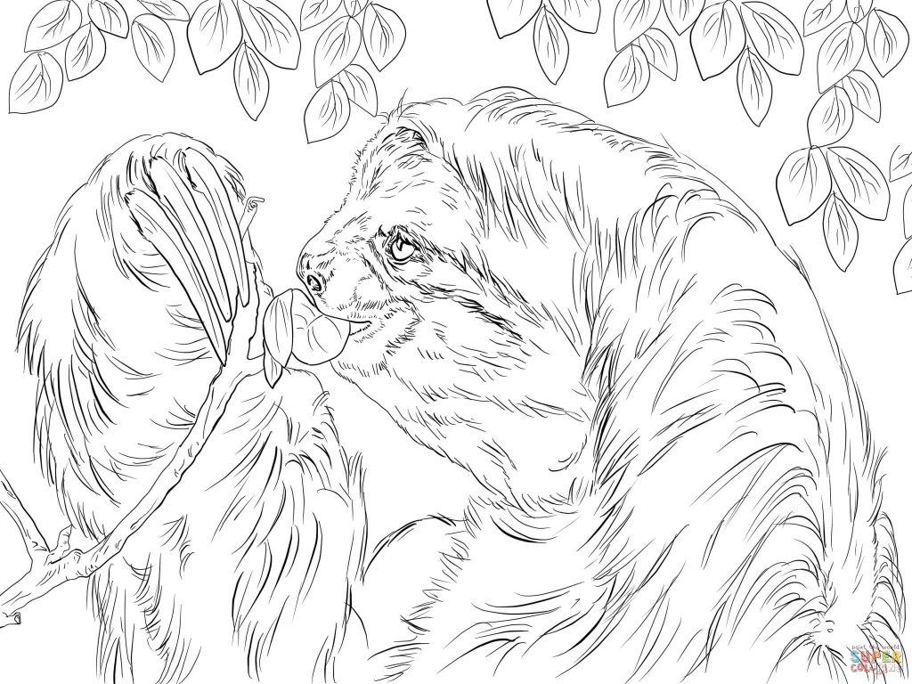 1024x768 Three Toed Sloth Eating Leaves Print Coloring Page