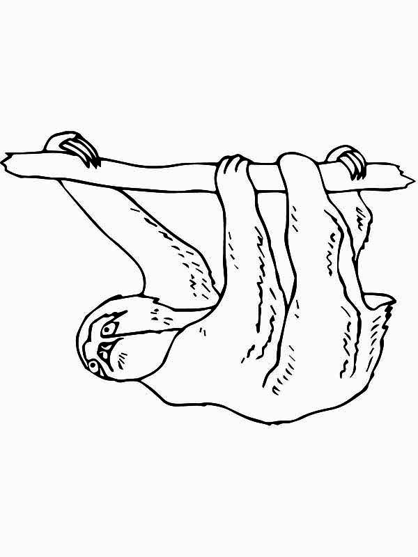 600x800 Three Toed Sloth Hanging On Tree Branch Coloring Page Color Luna