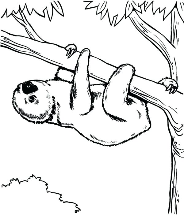 600x706 Two Toed Sloth Coloring Page Free Printable Coloring Pages Click