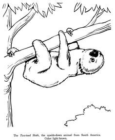 236x288 Two Toed Sloth Drawing And Coloring Page Drawings