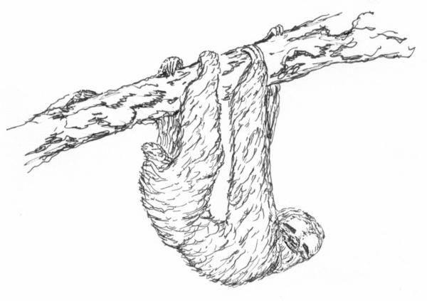 600x423 Sloth Coloring Pages Figure 1. The Three Toed Sloth. (Sketch By