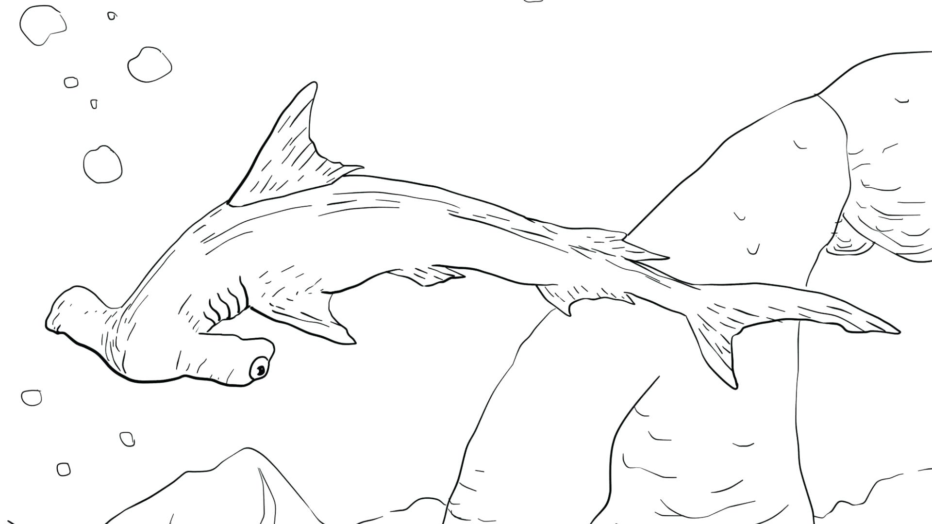 1920x1080 Hammerhead Shark Coloring Page