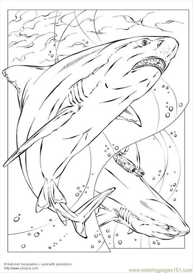 650x918 22 Best Shark Images On Shark Coloring Pages, Coloring