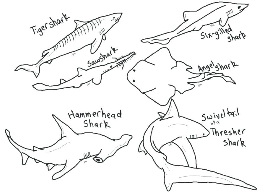 870x653 Shark Coloring Pages To Print Shark Coloring Pages To Print Meet