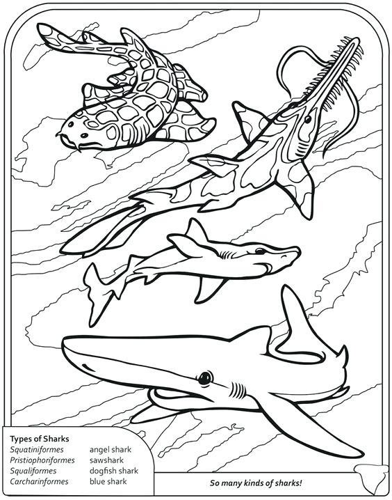 564x718 Coloring Pages Disney Channel Shark Thresher Page Sharks