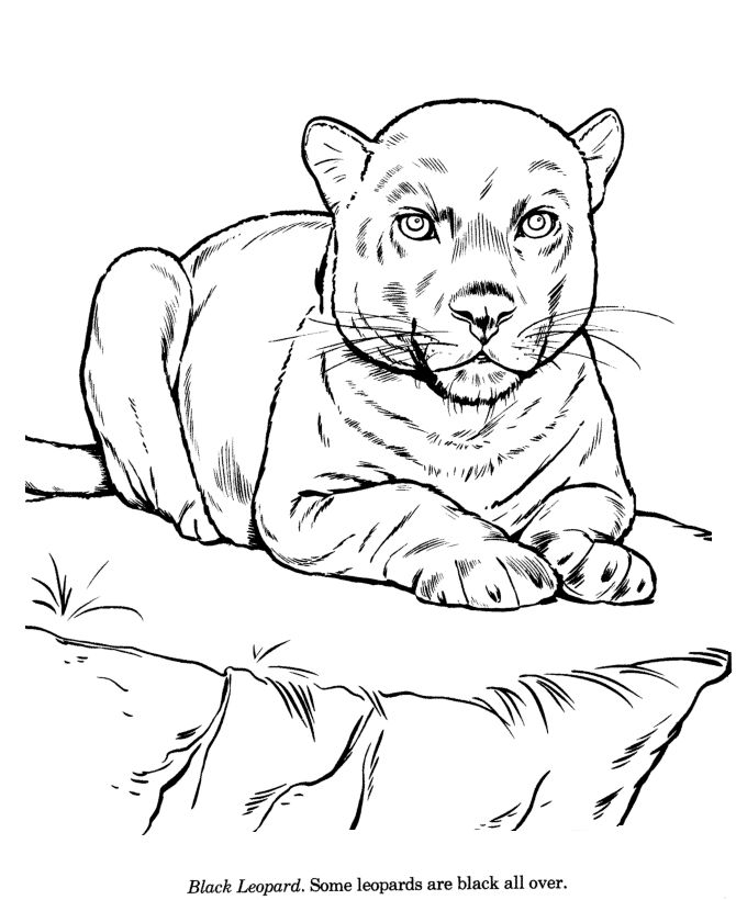 670x820 De 9 Animal Line Drawings Bilderna