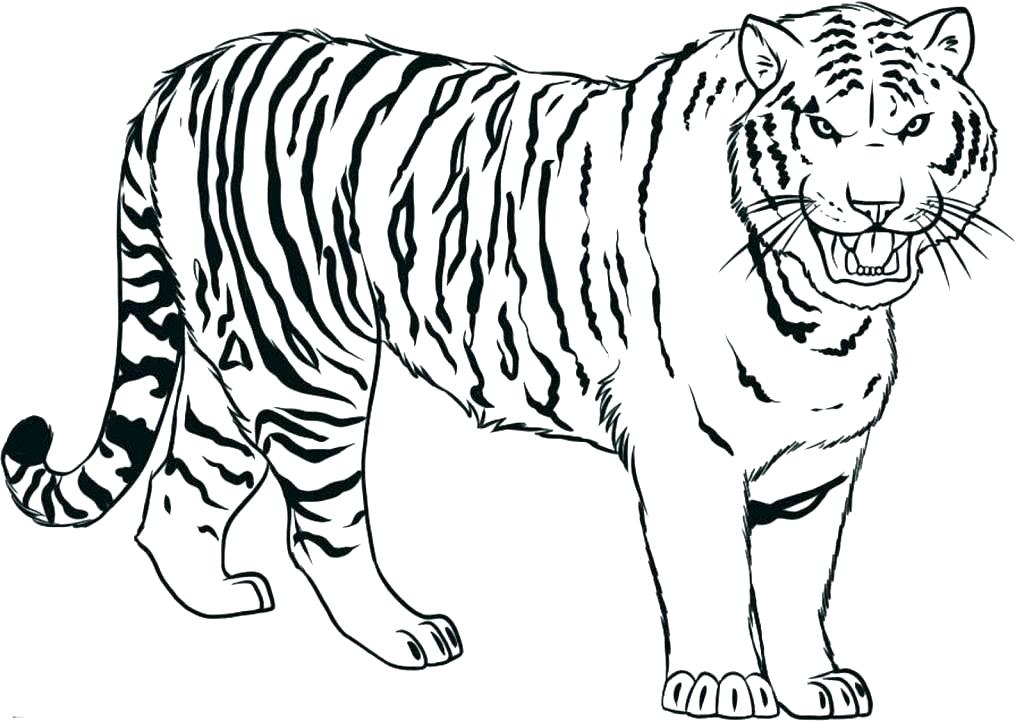 1024x721 Siberian Tiger Coloring Page Tiger Stock Art Illustration Siberian