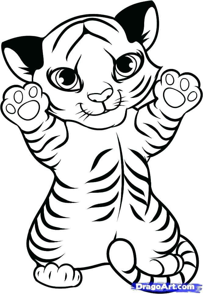 666x964 Tiger Coloring Cute Coloring Pages How To Draw A Baby Tiger Step 8