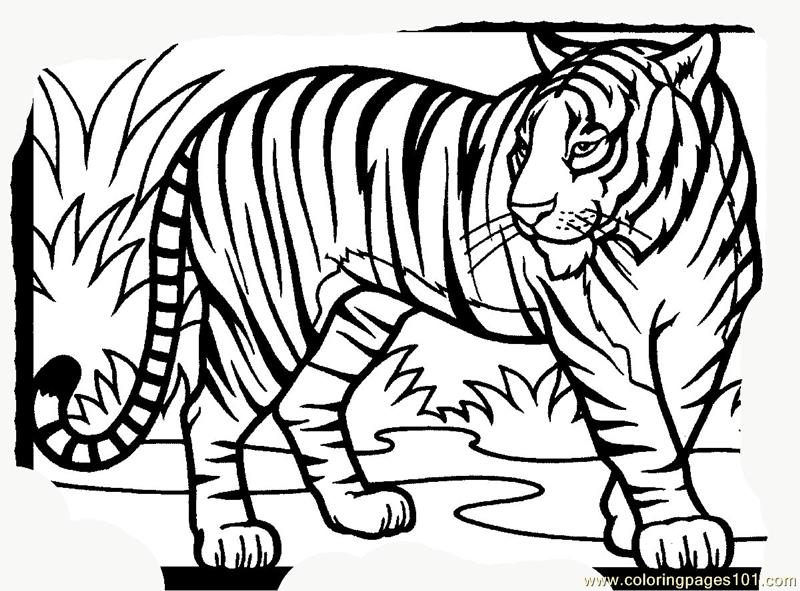 800x591 Tiger New 15 Coloring Page