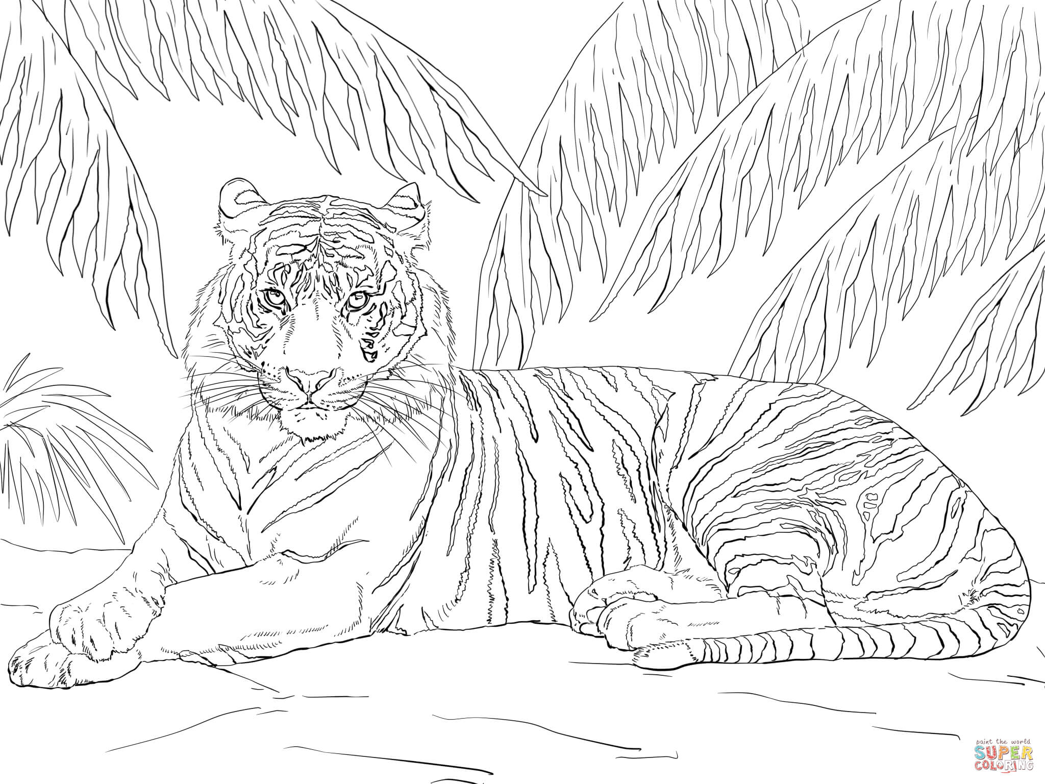 2048x1536 Top 81 Tiger Coloring Pages