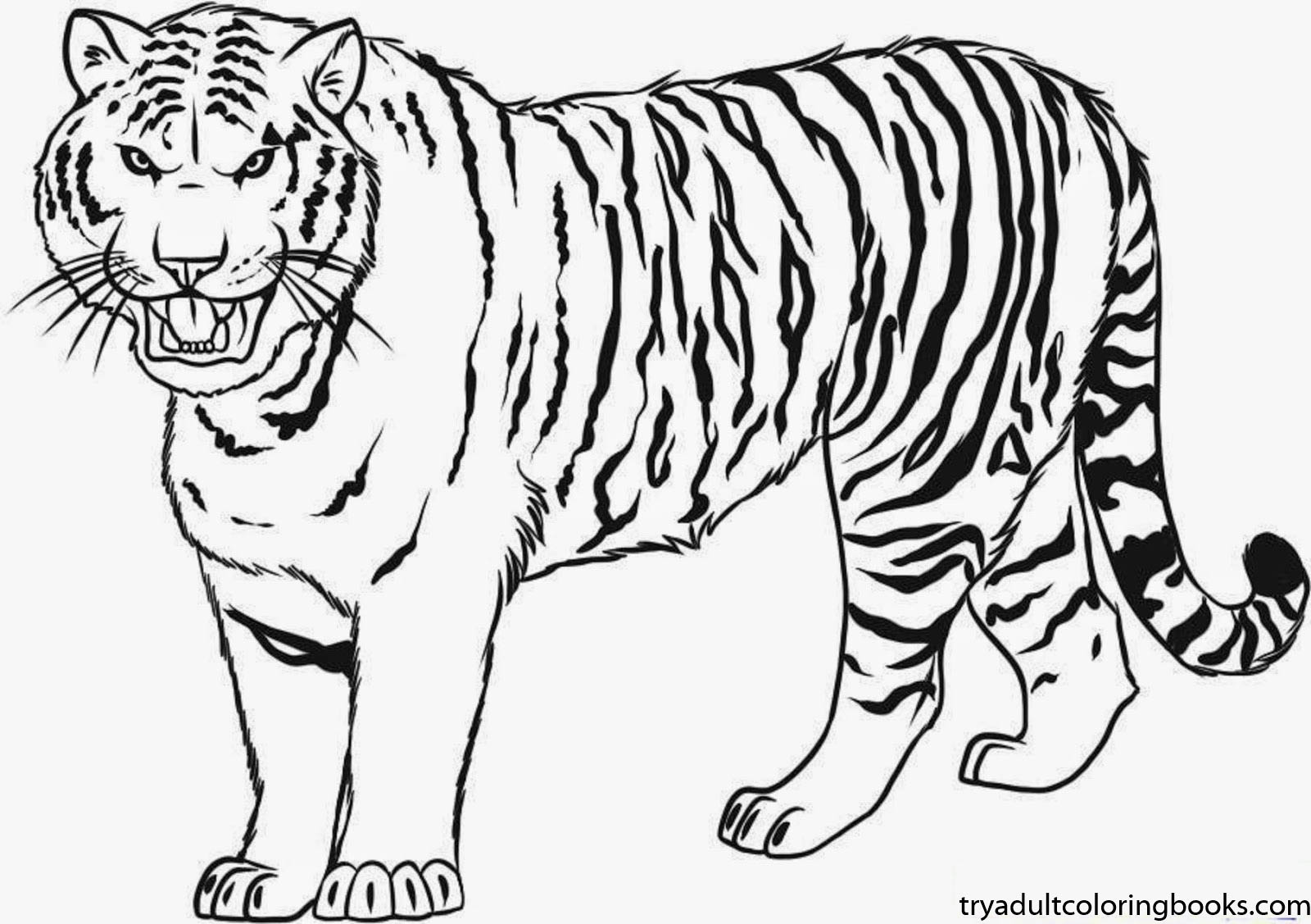1600x1127 Tiger Coloring Pages Ahmedmagdy Tiger Coloring Page Print Coloring