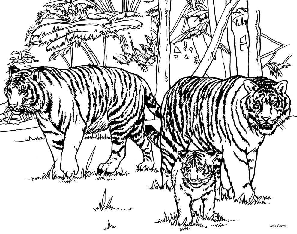 990x778 Cool Tiger Coloring Pages