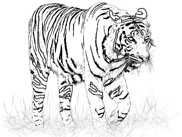 595x447 Adult Coloring Pages Tiger Coloring Pages For Girls