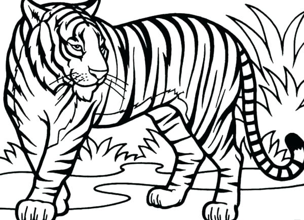 600x434 Baby Tiger Coloring Pages Large Size Of Tiger Coloring Pages