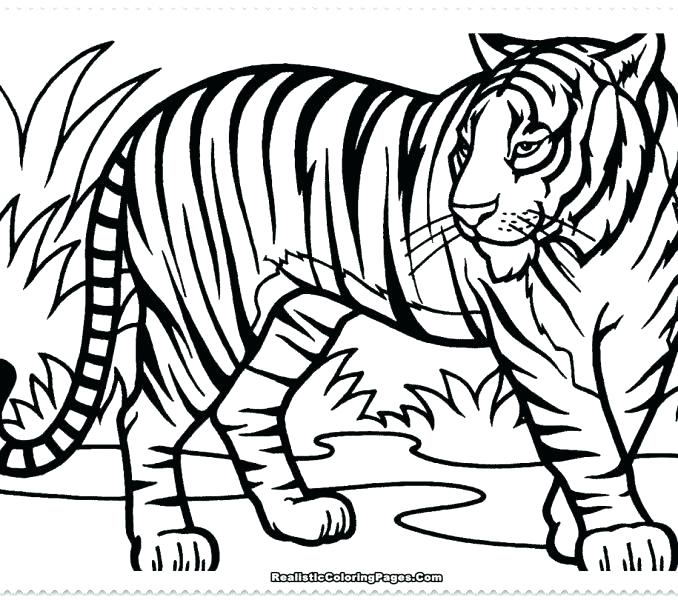 678x600 Printable Tiger Shark Pictures Kids Coloring Tiger Printable