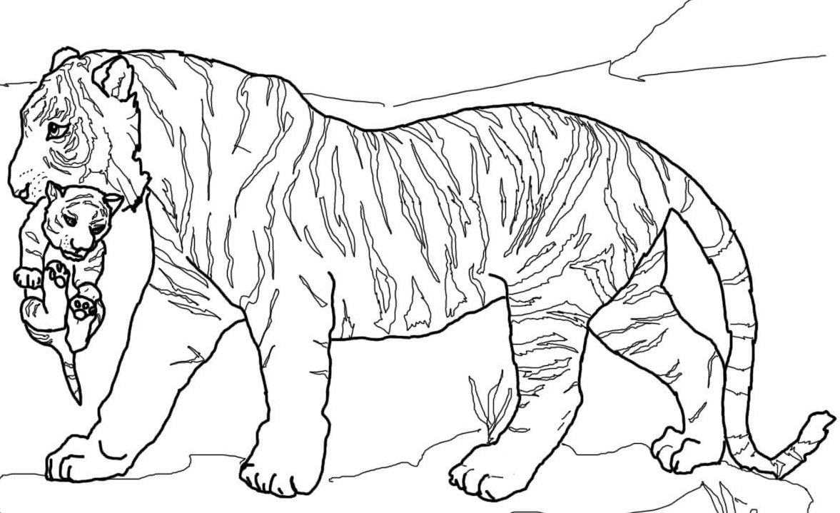 1177x719 Tasty Tiger Coloring Pages Preschool For Cure Tigers Coloring
