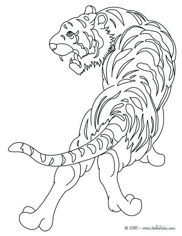 Tiger Coloring Pages Realistic