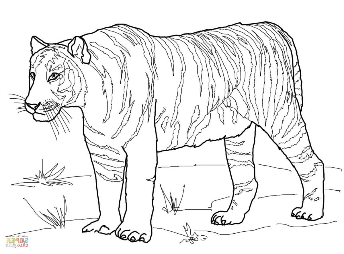 1200x886 Tiger Coloring Pages Realistic Tigers Coloring Pages Free