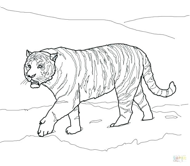 618x540 Astounding Lsu Coloring Pages Tiger Coloring Pages Book Images