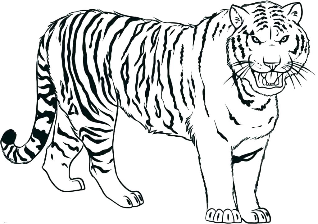 1024x721 Tiger Face Coloring Page Tiger Face Coloring Page Realistic