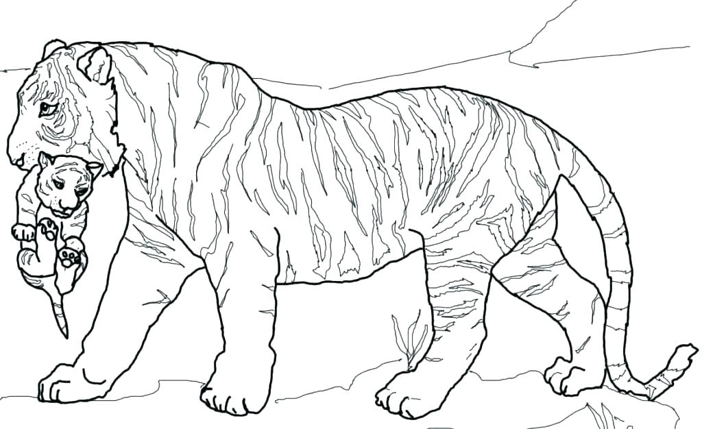 1024x626 Baby Tiger Coloring Pages Tiger Coloring Pages Baby Tiger Coloring