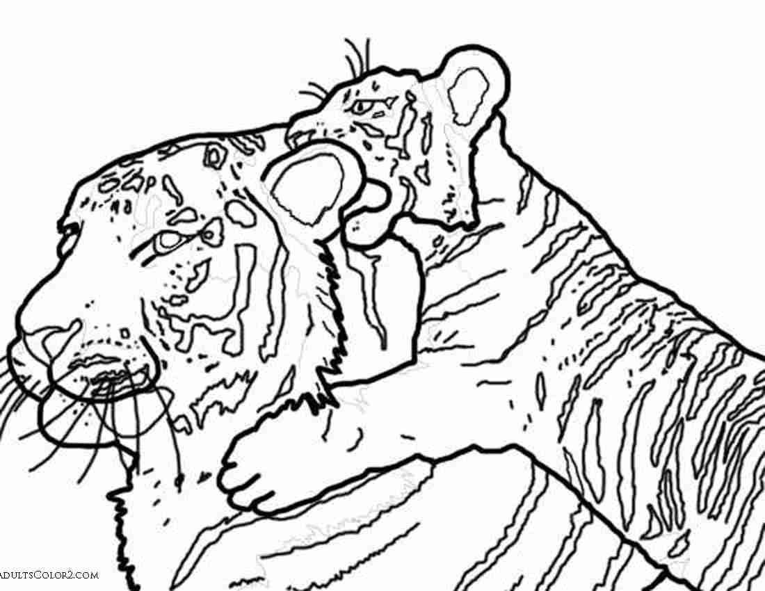 1100x850 Coloring Pages Tigers Extraordinary Tiger Cub Olegratiy