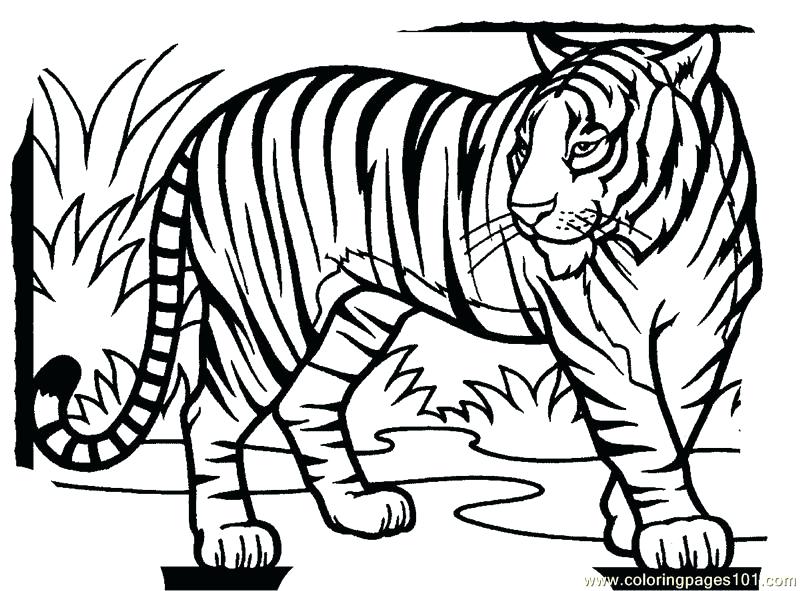 800x591 Free Tiger Coloring Pages Tiger New Coloring Page Free Tiger
