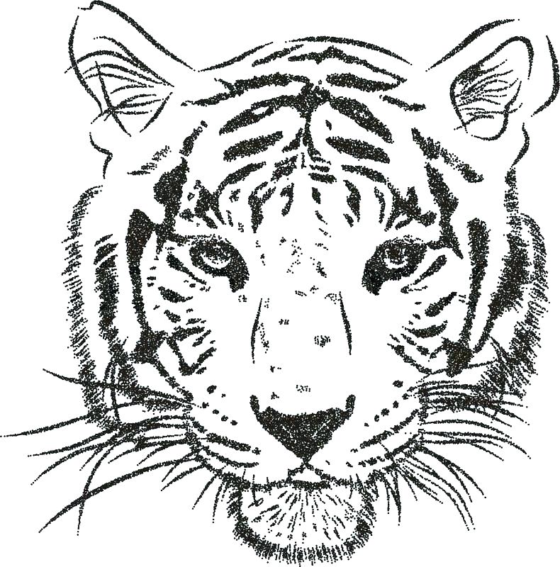 790x800 Coloring Page Tiger Face Tigers Pages Printable New Fuhrer