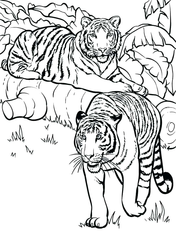 750x1000 Tiger Cub Coloring Pages Tiger Head Coloring Page Tiger Coloring
