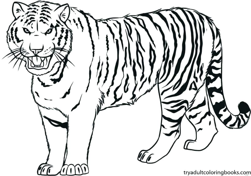 970x683 Tiger Face Coloring Page Head Coloring Page Witch Face Coloring