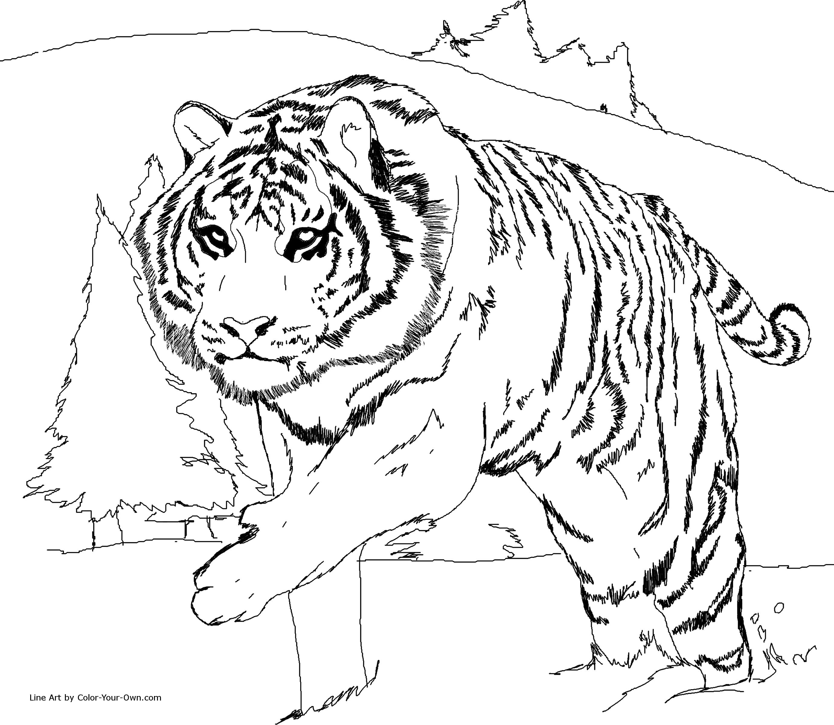 2762x2400 Beautiful Tiger Color Pages 2 Funny Coloring Free Coloring Pages