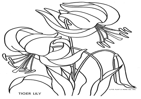 476x333 Lily Flower Coloring Pages Page Image Clipart Images