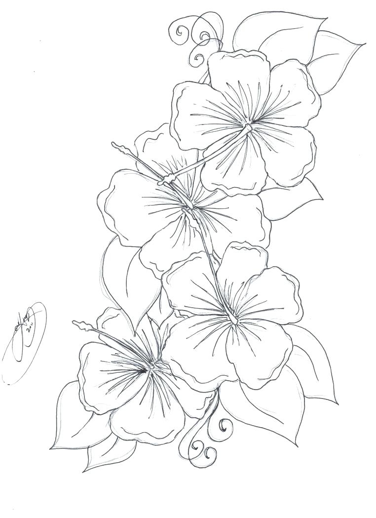 762x1049 New Tiger Lily Flower Coloring Pages Collection Printable