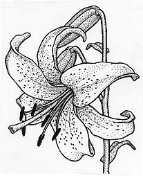 207x254 199 Best Flowers Drawings Of Lily Images On Drawing