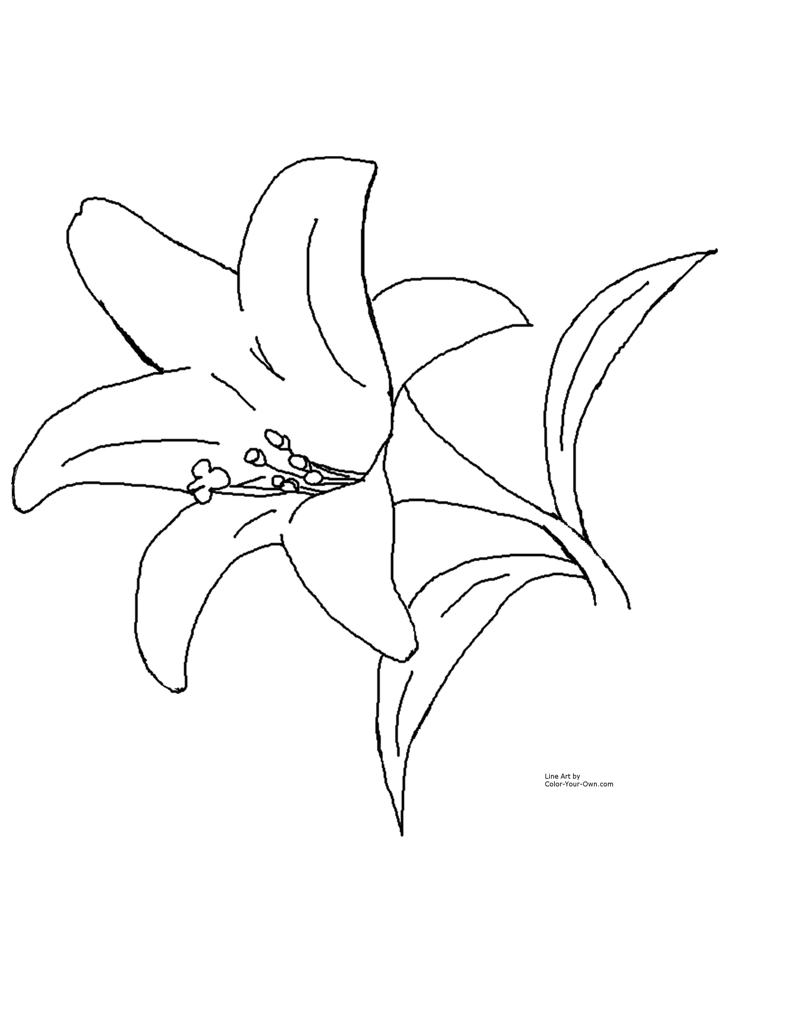 2550x3300 Tiger Lily Coloring Page Free Printable Pages Lovely