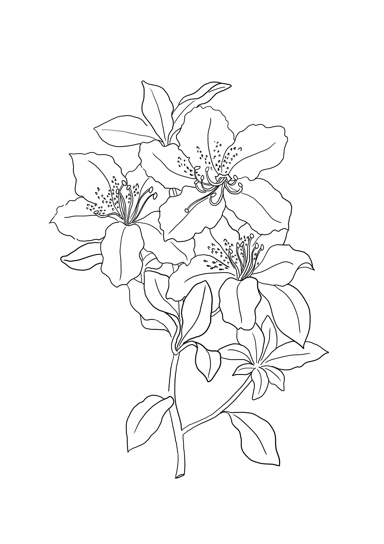 1240x1754 Tiger Lily Coloring Page Free Printable Pages Within