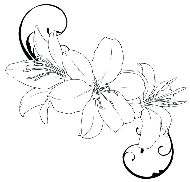 720x690 Lily Flower Coloring Pages