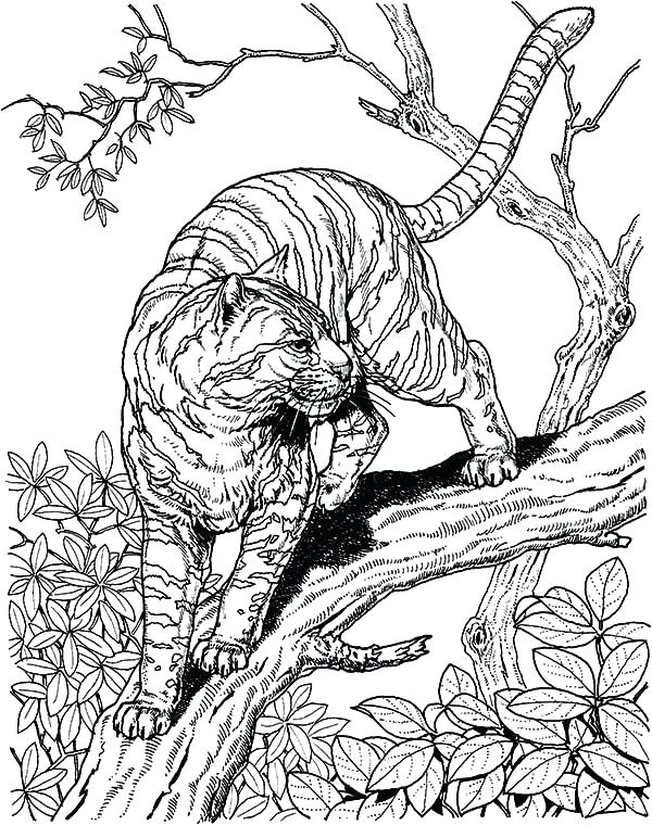 600x760 Owl Coloring Page Owl Mandala Coloring Page Coloring Pages Owl